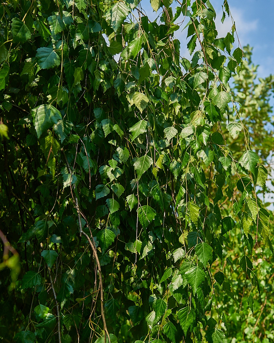 Береза повислая 'Youngii', stu 16-18