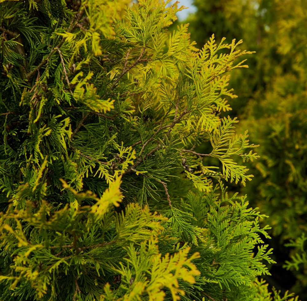 Туя западная 'Yellow Ribbon', H125-150