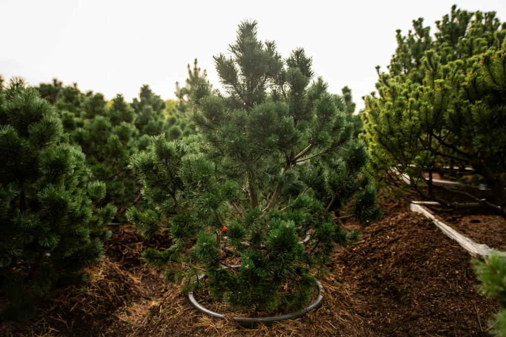 Сосна горная 'Gnom', H125-150