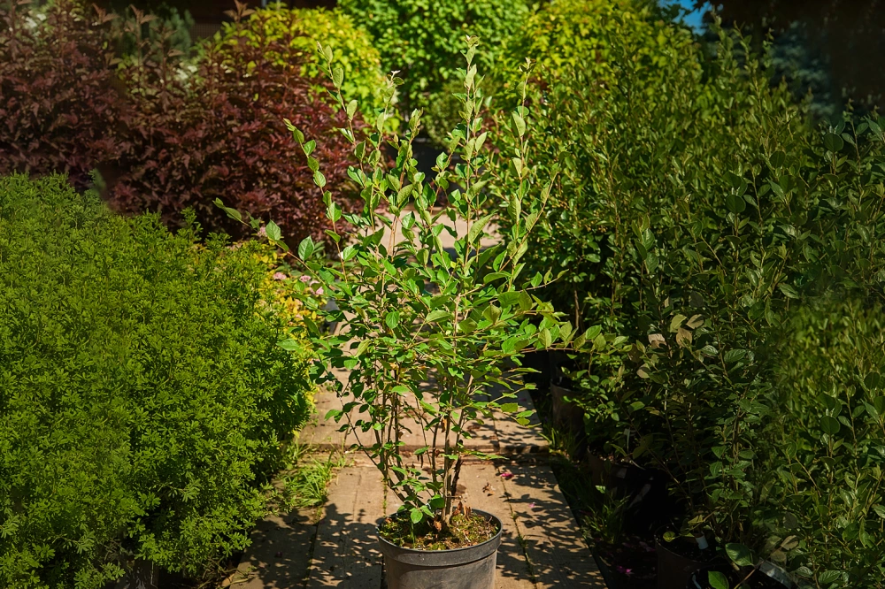 Кизильник блестящий, H60-80