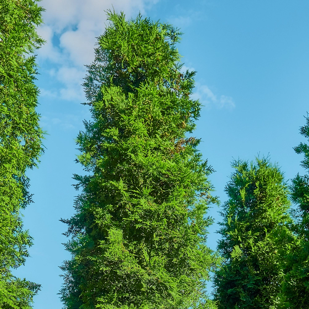 Туя западная 'Brabant', H350-400