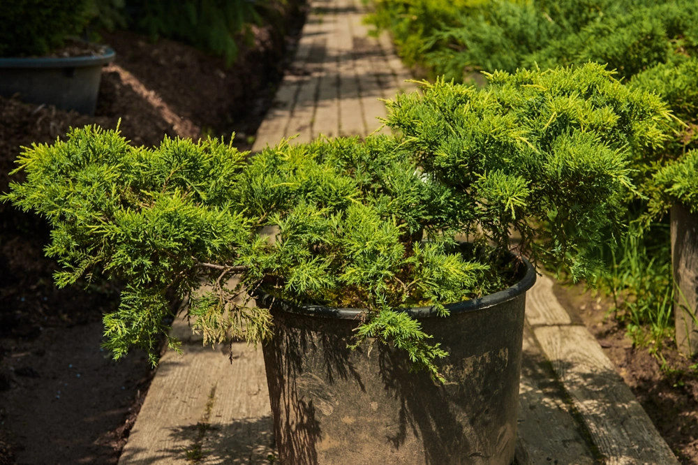 Можжевельник средний 'Mordigan Gold', H20-40