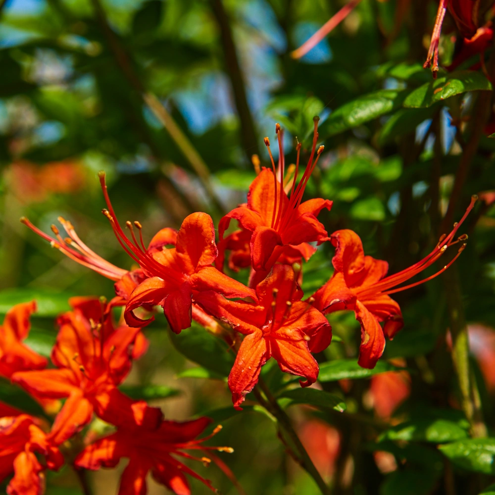 Азалия гибридная 'Satan' (ярко-красный), H100-125