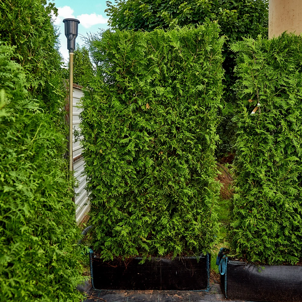Туя западная 'Brabant' (элемент живой изгороди), H180х100х40