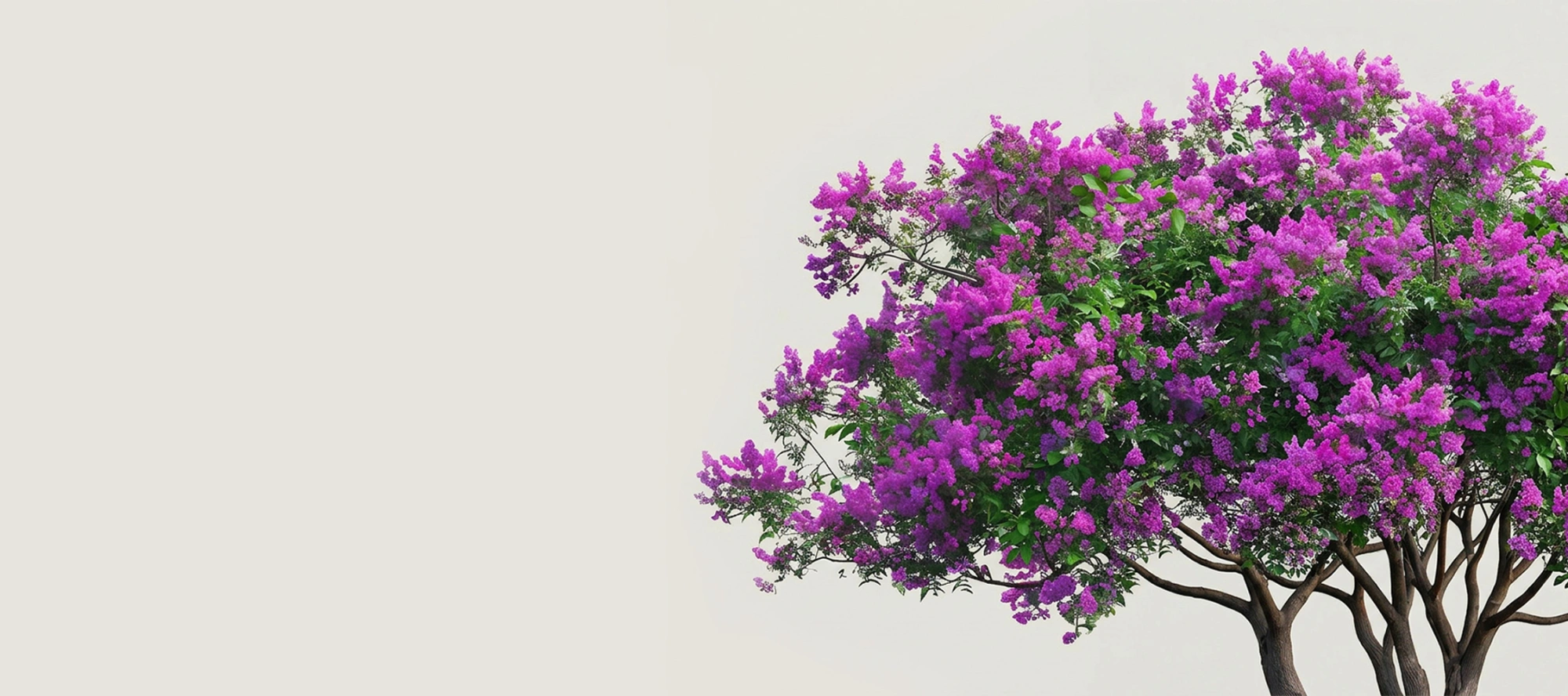 Imperial Garden открывает новый сезон! Магнолии в цвету и другие новинки ждут вас!