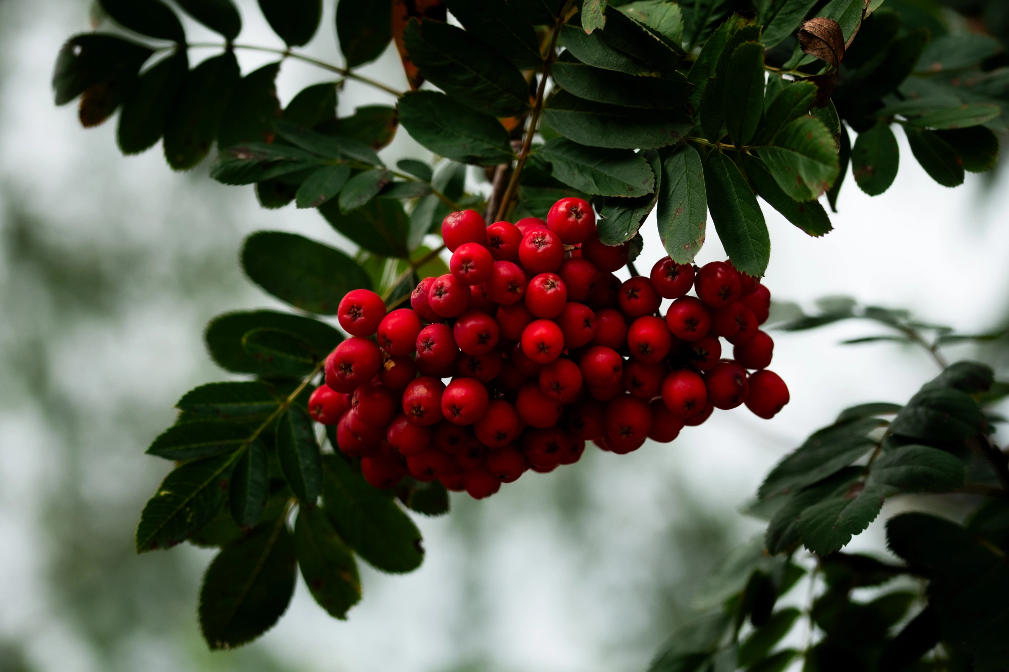 Рябина обыкновенная 'Сказочная' (ПО ор-кр самопл), mst 300-350
