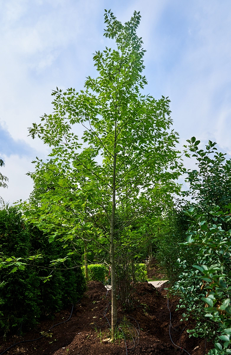 Дуб красный, H600-700