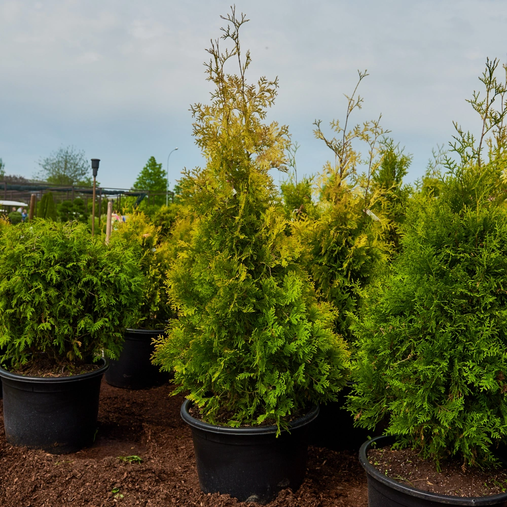 Туя западная 'Yellow Ribbon', H125-150