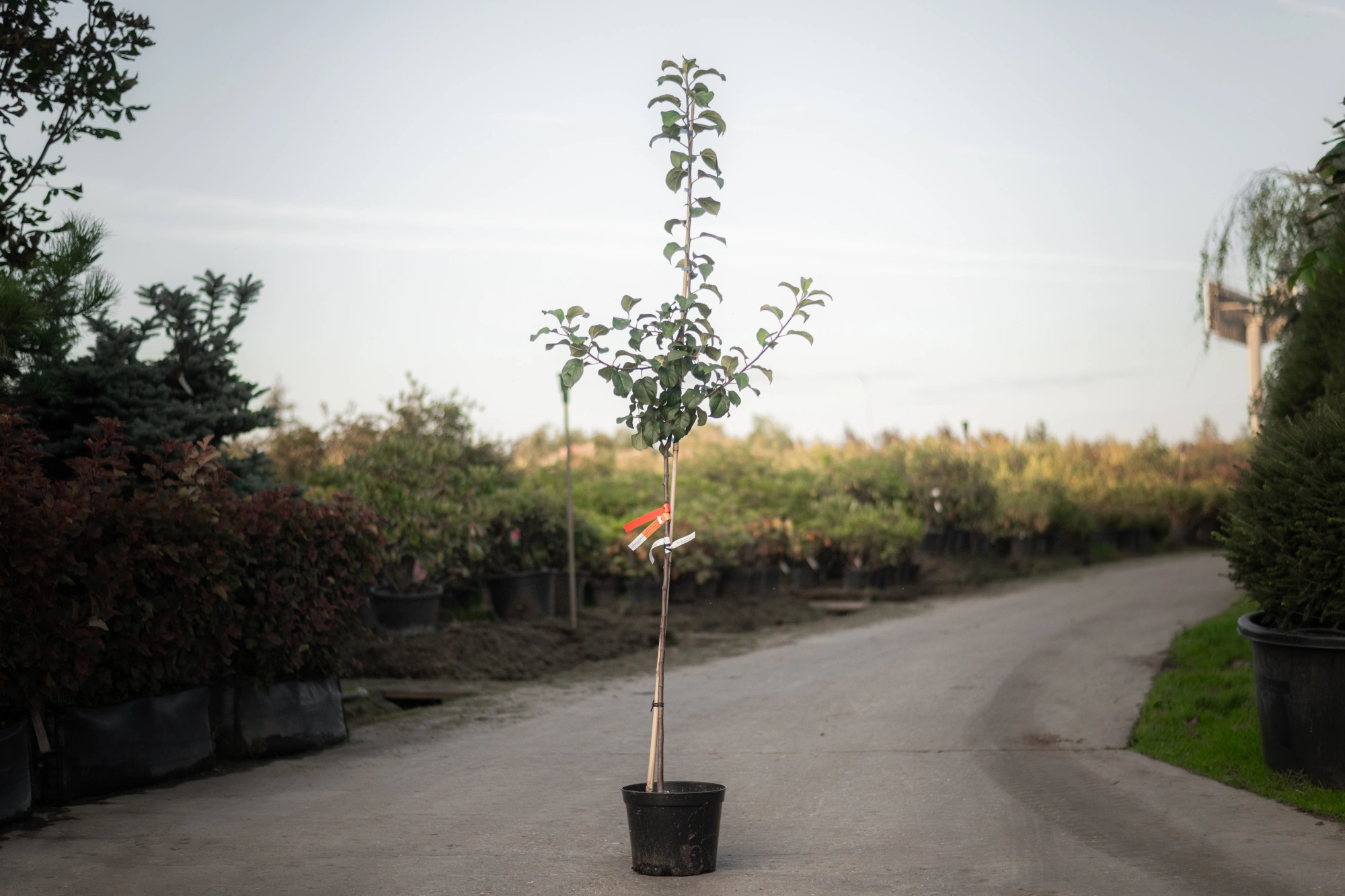 Яблоня домашняя 'Богатырь' (З зеленое с румянцем), 3 года