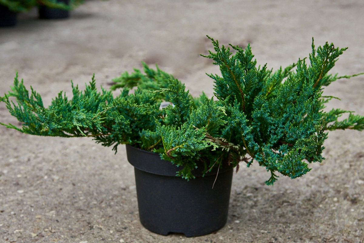 Можжевельник горизонтальный 'Blue Chip', H20-40