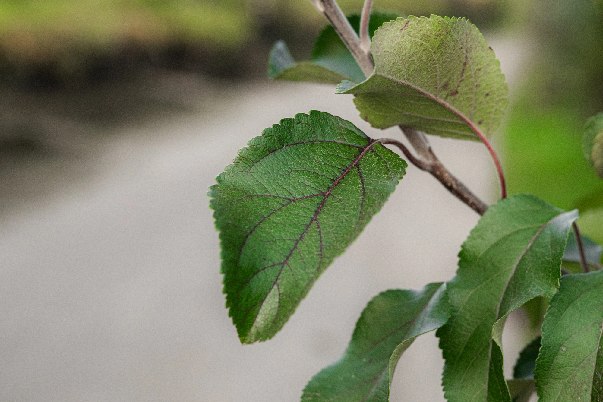 Яблоня домашняя 'Орлинка' (СЛ желто-красное), 3 года