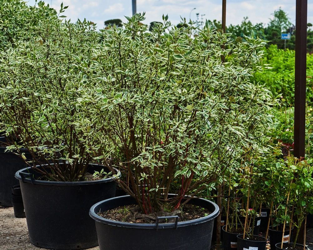 Дерен белый 'Elegantissima' (форма шар), H100-125