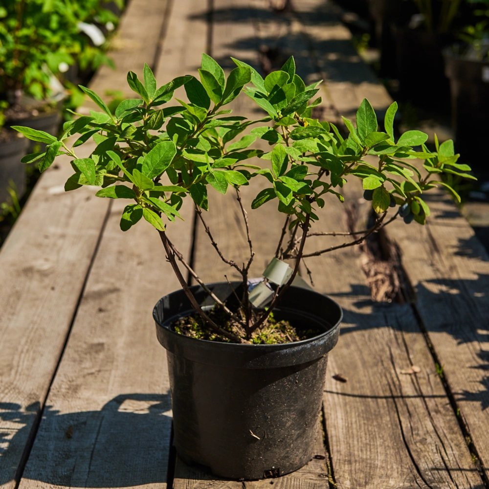 Жимолость съедобная 'Дуэт' (темно-синий с восковым налетом), H40-60