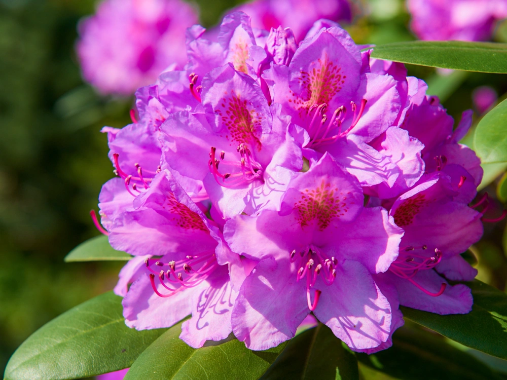 Рододендрон катэвбинский 'Grandiflorum', H80-100х100-125