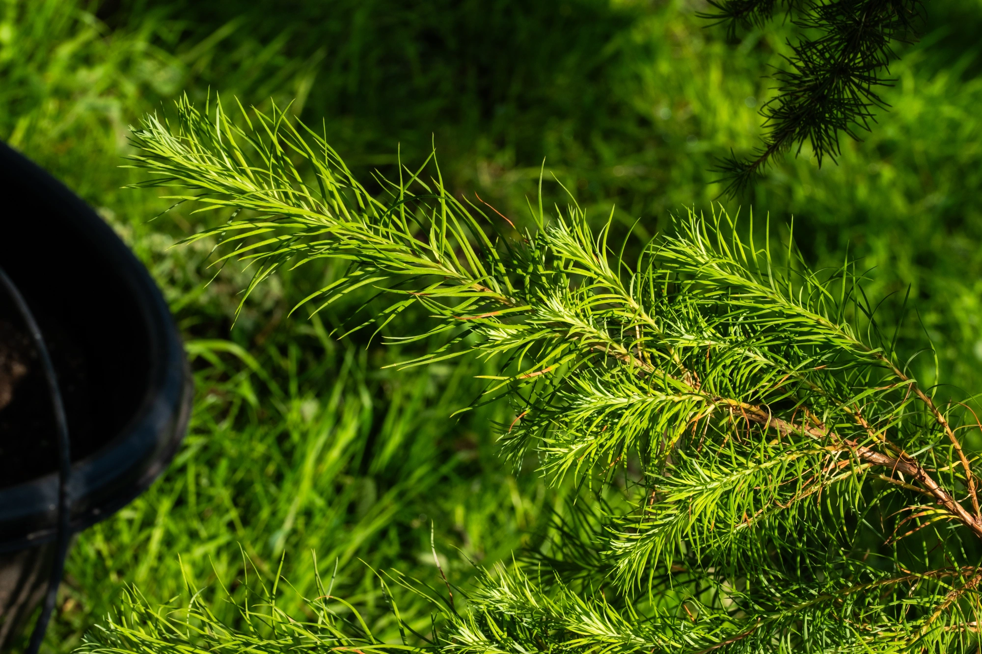 Лиственница тонкочешуйчатая 'Little Boggle', sth 90