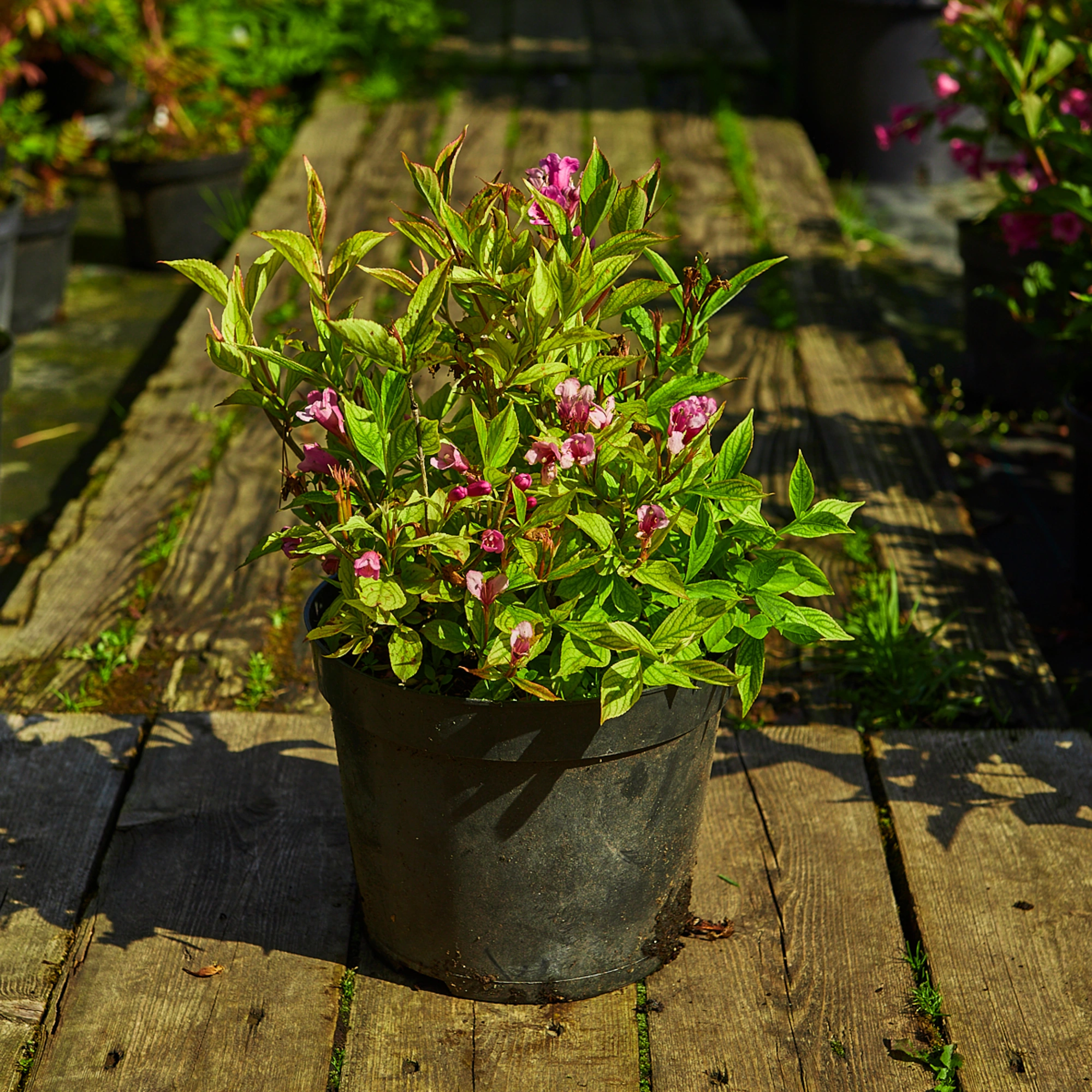 Вейгела цветущая 'Minuet', H20-40