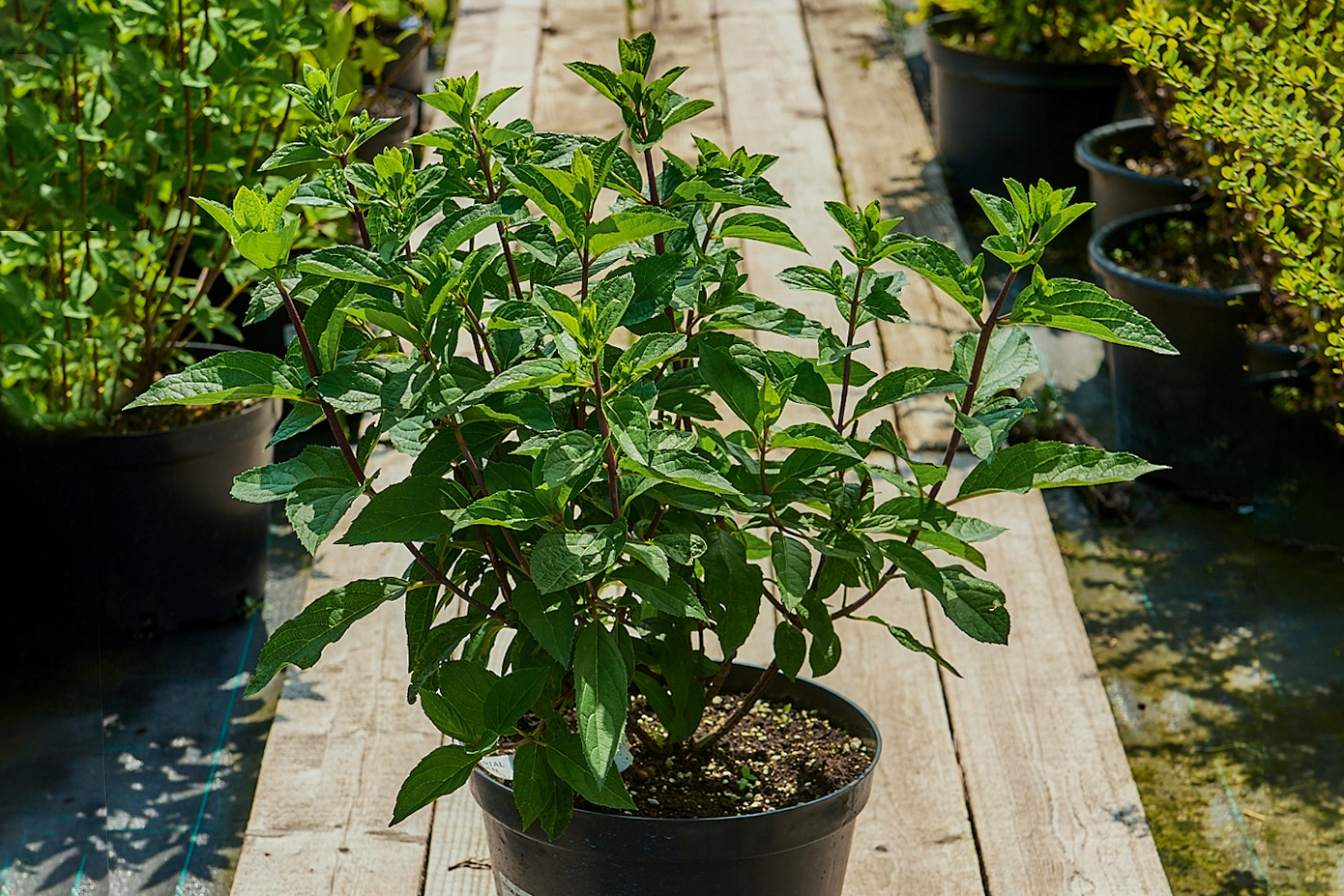 Гортензия метельчатая 'Candlelight', H40-60