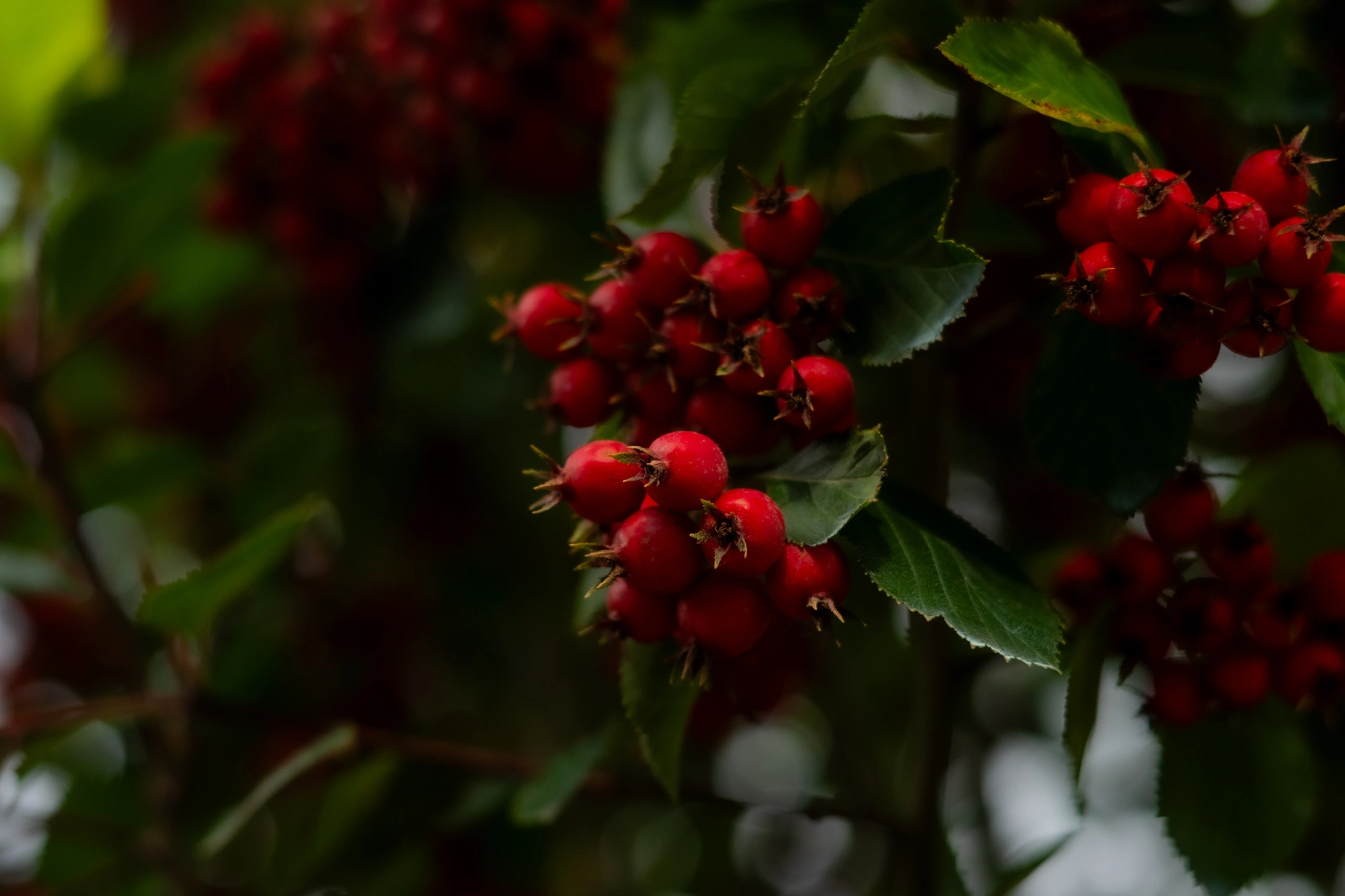 Боярышник сливолистный (форма зонт), H250-300х200-250