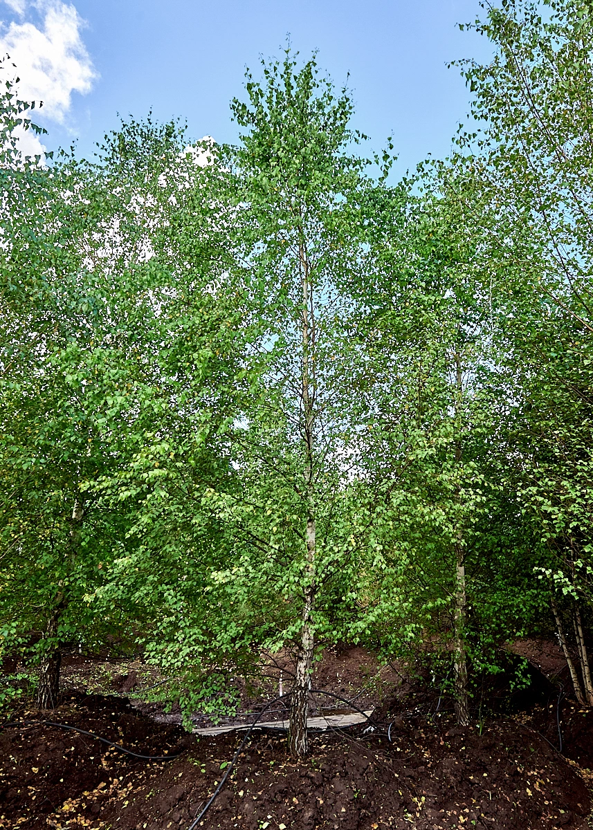 Береза повислая, H500-600