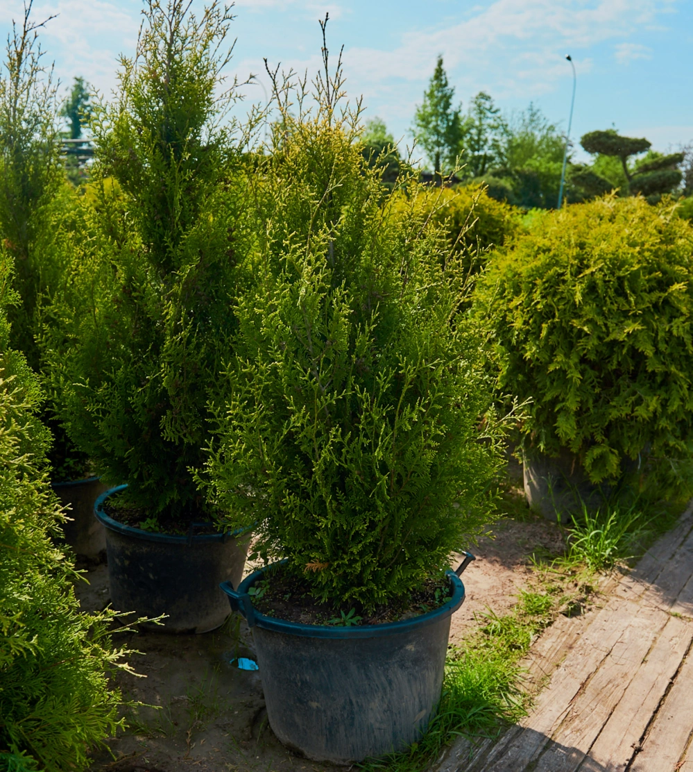 Туя западная 'Albospicata', Н125-150