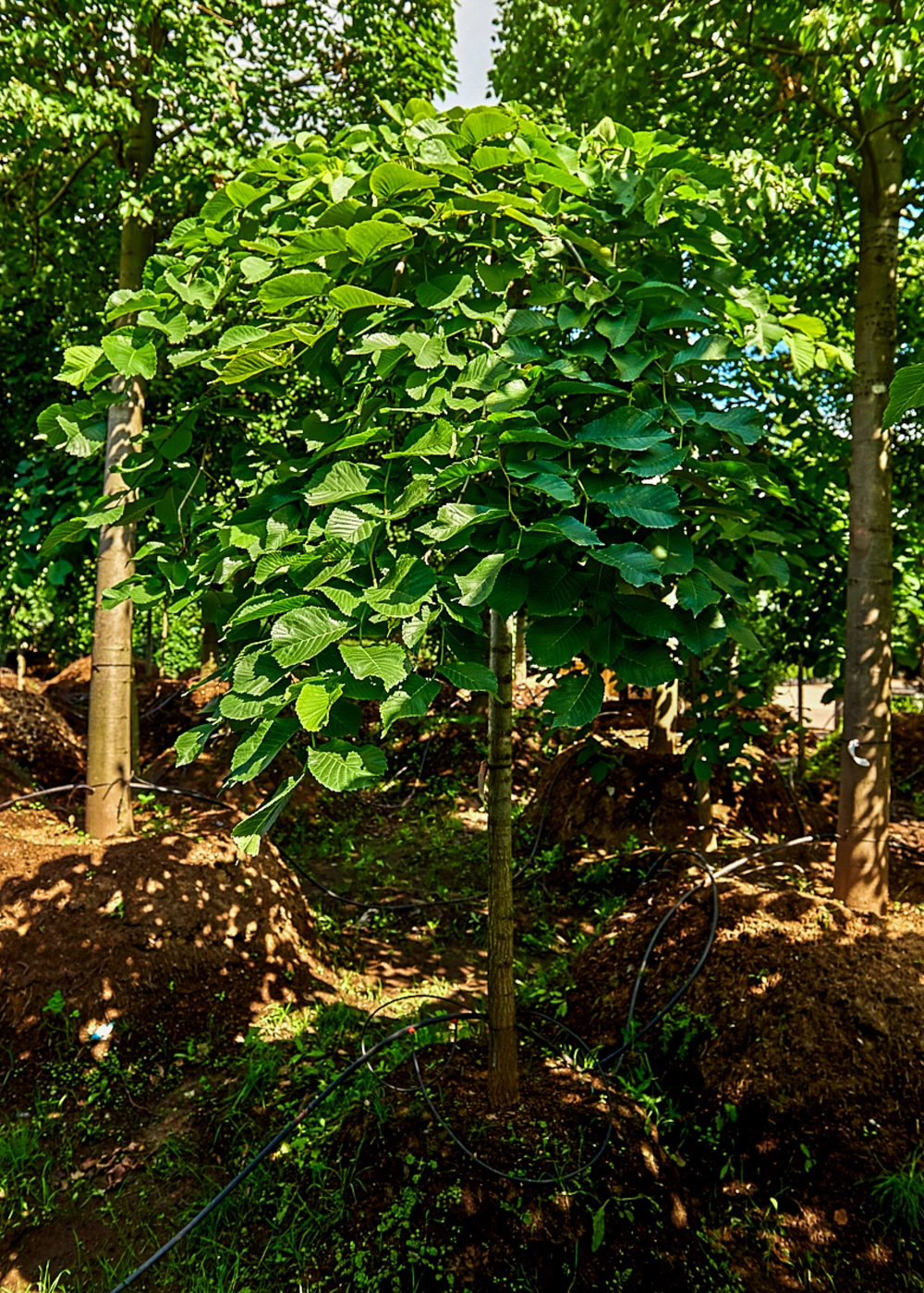 Вяз шершавый 'Pendula', stu 16-18