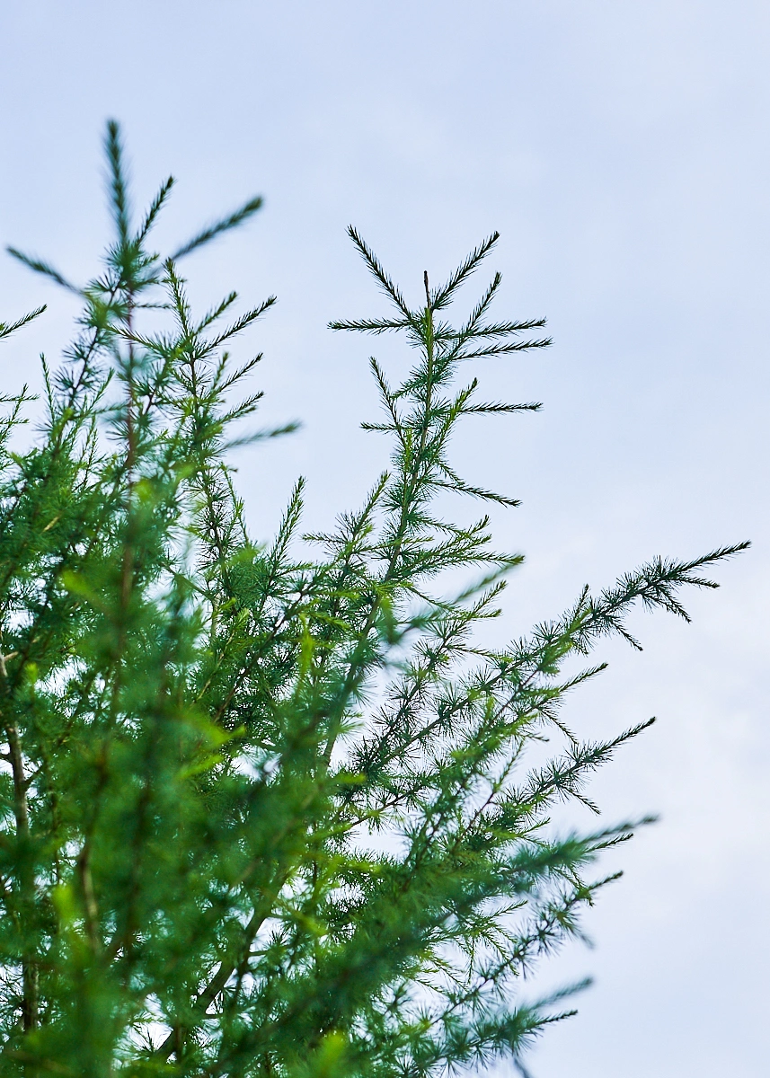 Лиственница европейская, H350-400