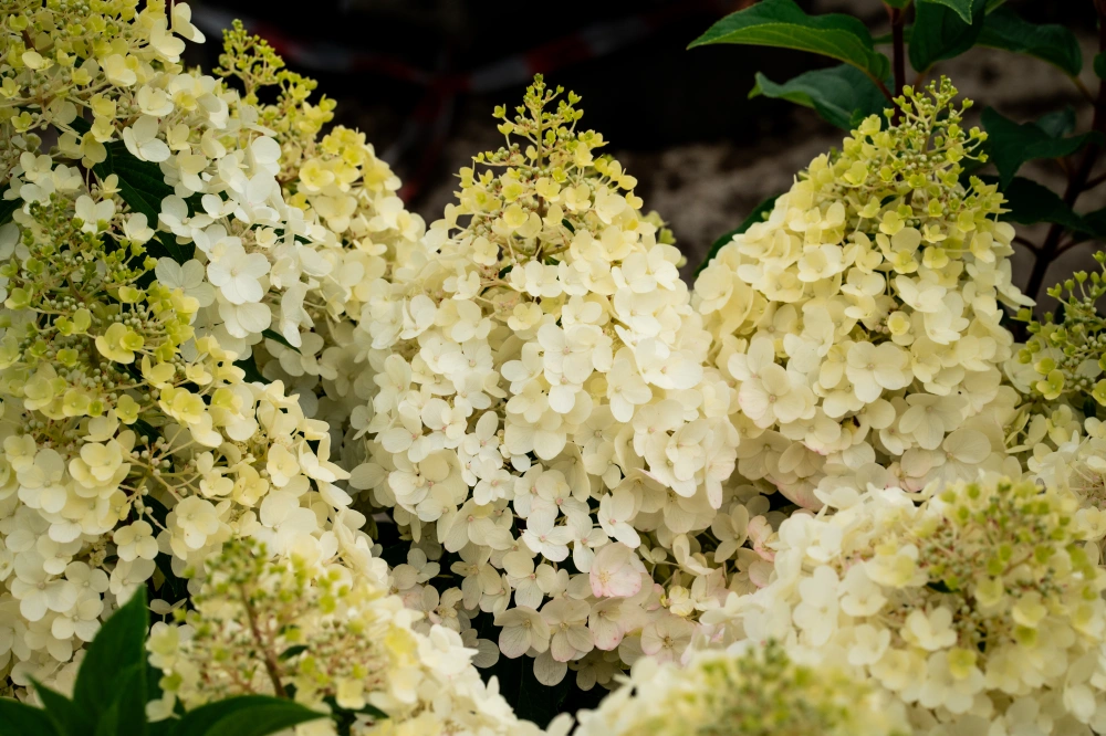 Гортензия метельчатая 'Strawberry Blossom', H100-125