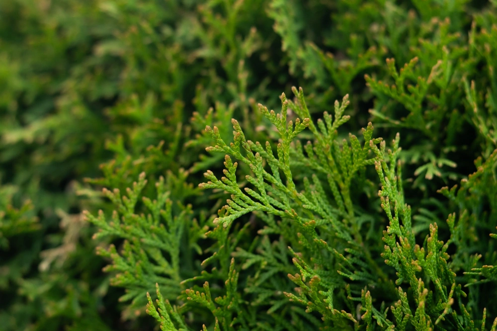 Туя западная 'Smaragd' (форма шар), Н80-100