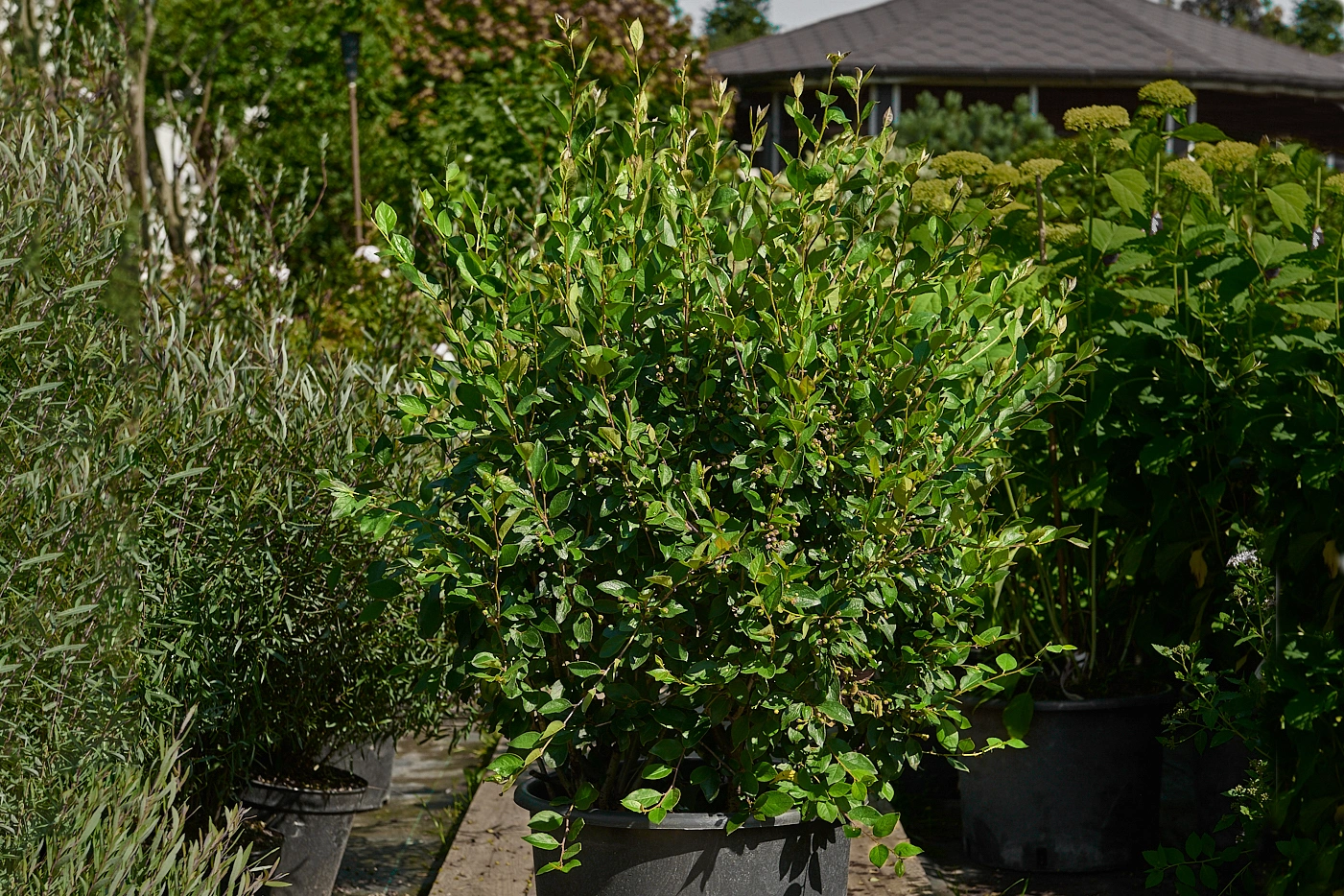 Кизильник блестящий, H125-150