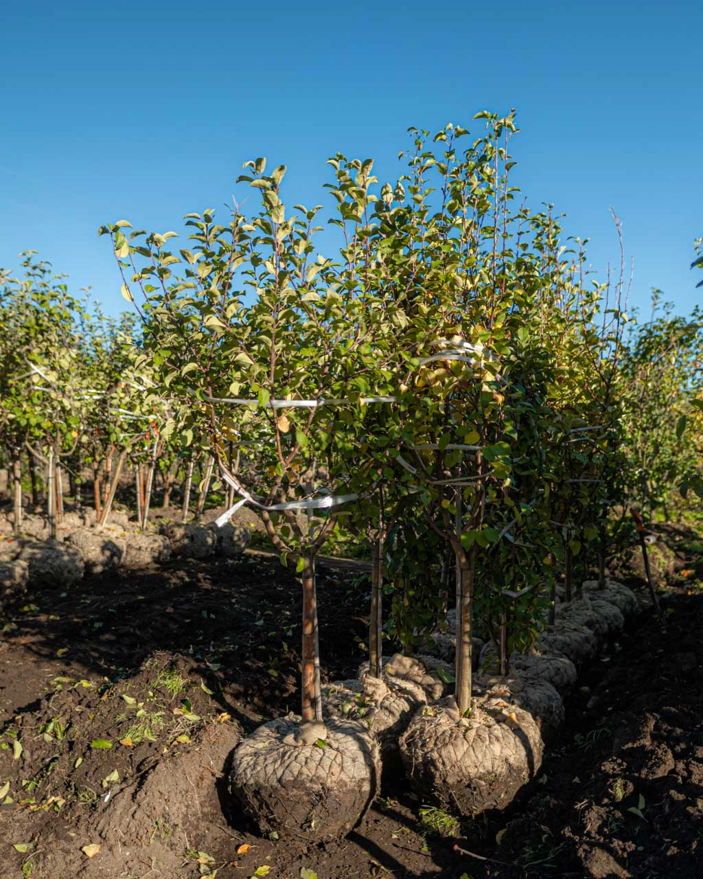 Новая поставка плодовых деревьев в Imperial Garden