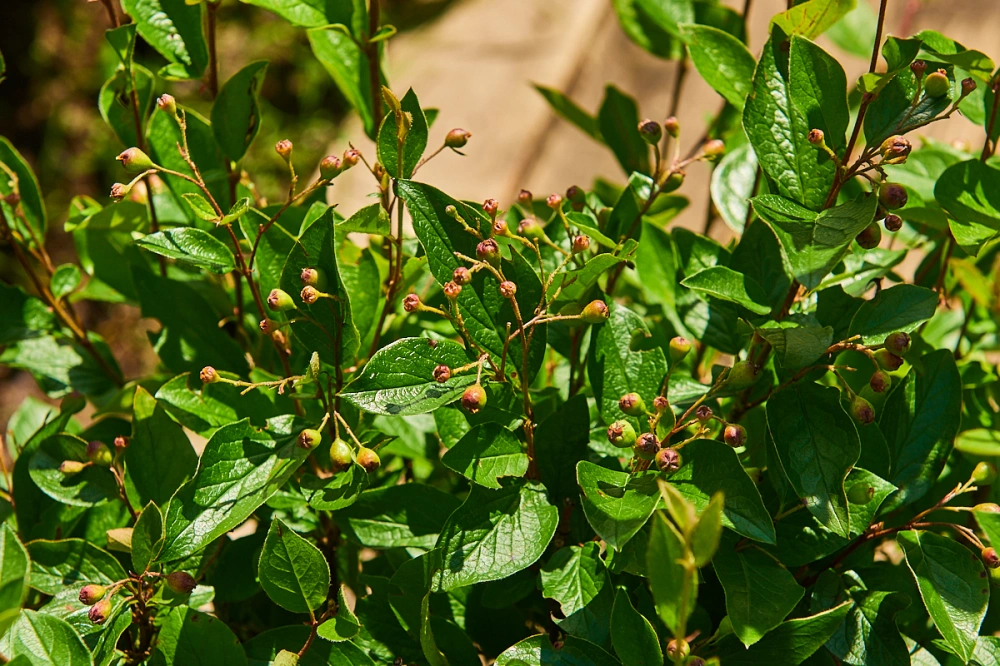 Кизильник блестящий, H100-125