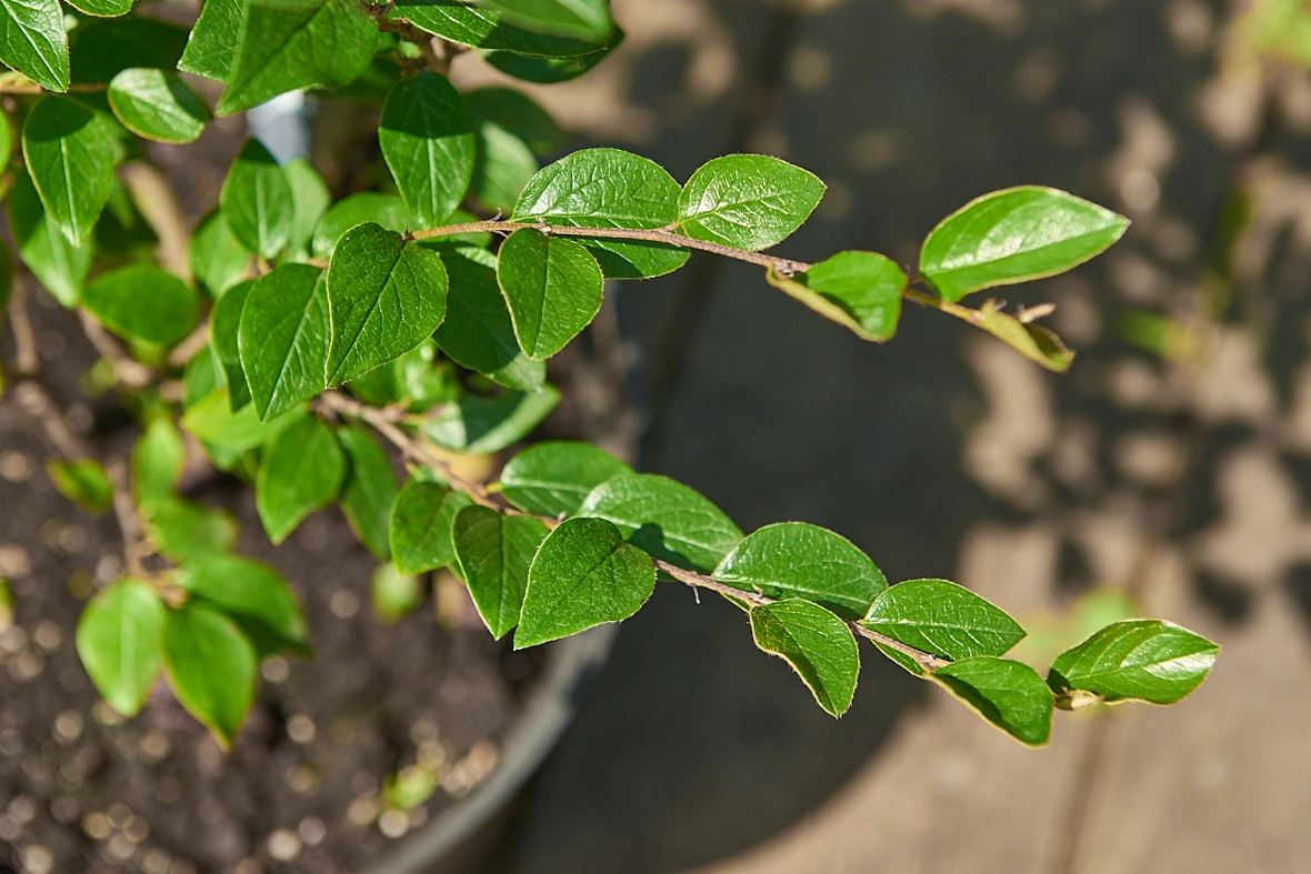 Кизильник блестящий, H125-150