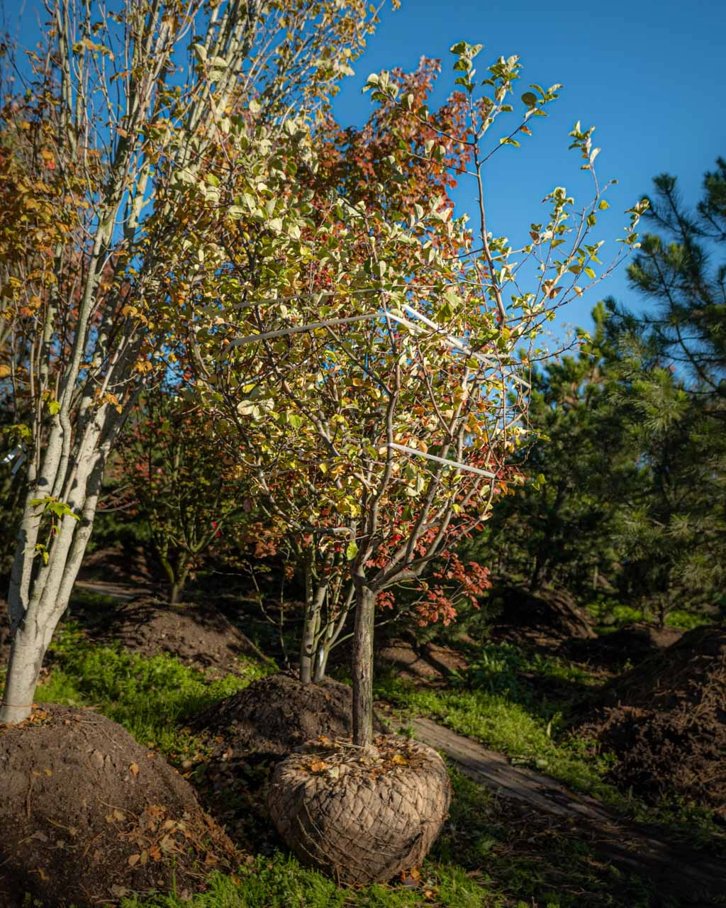 Новая поставка плодовых деревьев в Imperial Garden