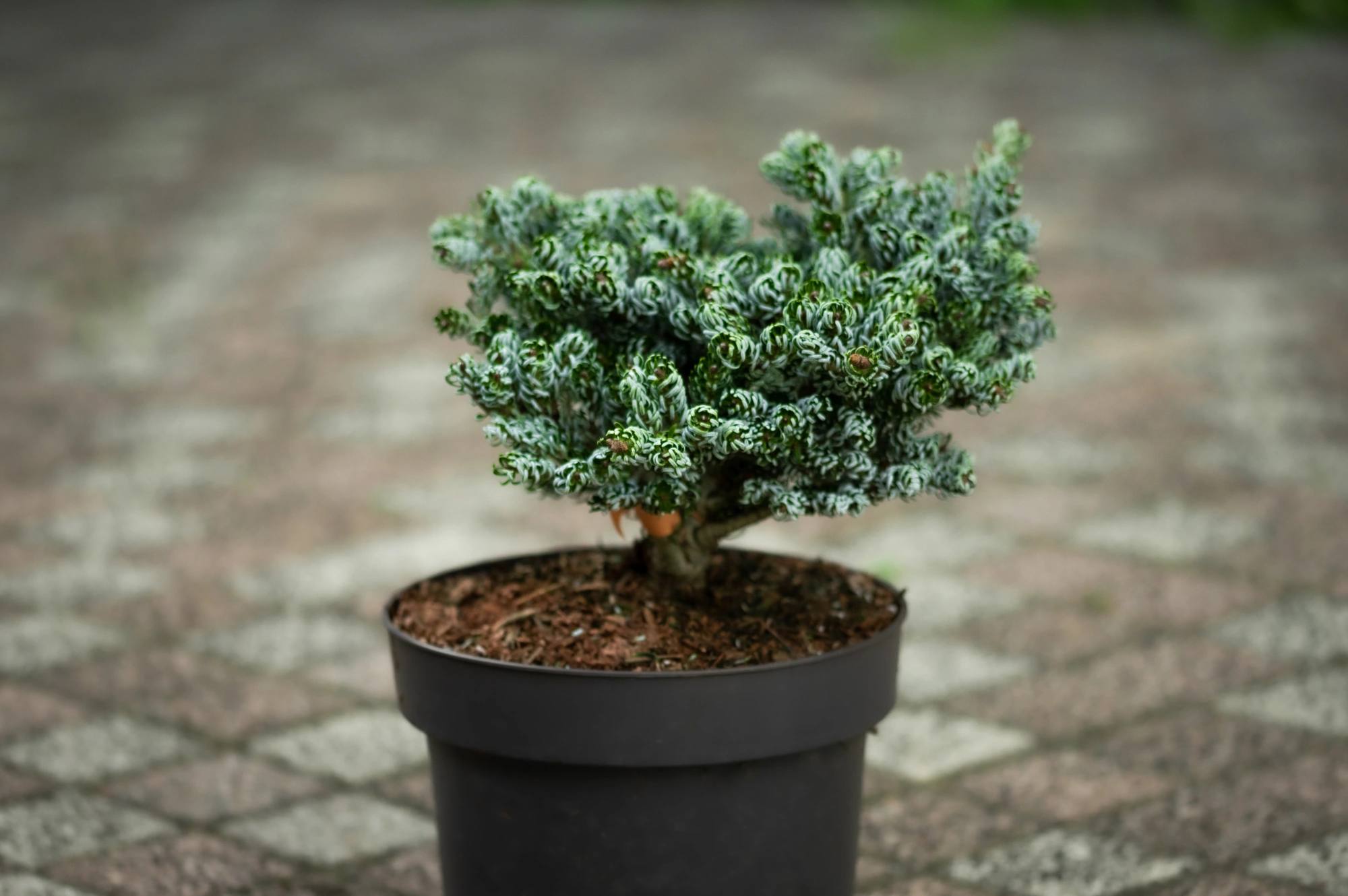 Пихта корейская 'Kohout's Icebreaker', H20-40