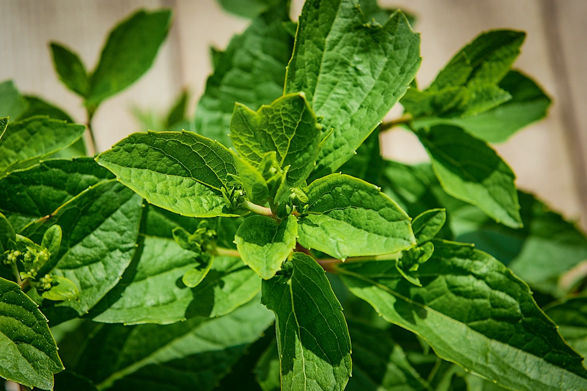 Гортензия метельчатая 'Candlelight', H40-60