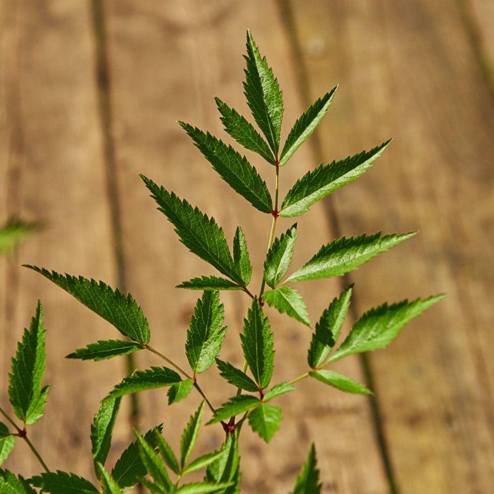 Астильба Арендса 'Weisse Gloria' (белая),