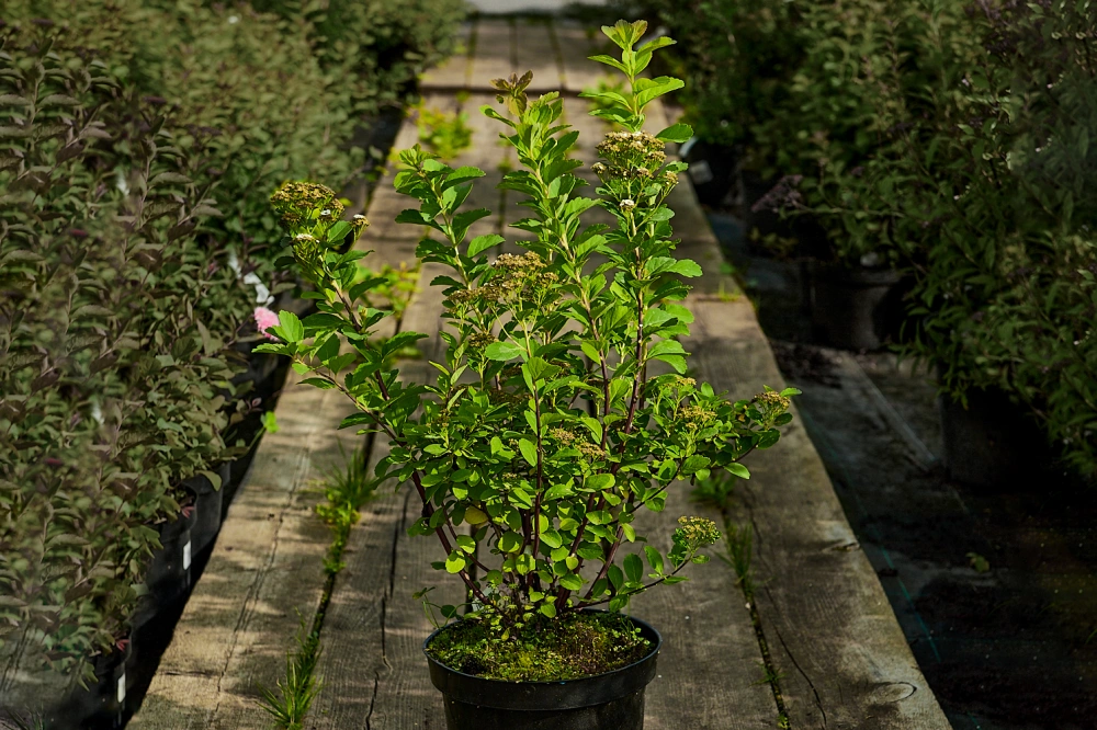 Спирея березолистная, H40-60