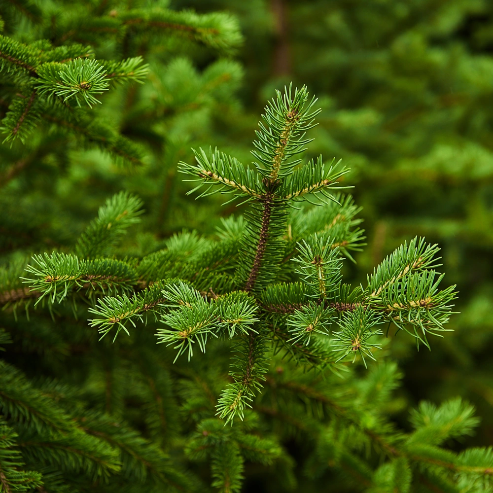 Ель колючая 'Glauca', H150-175