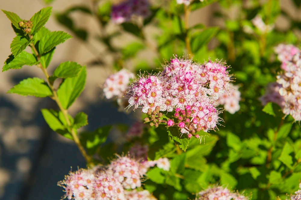 Спирея японская 'Little Princess', H40-60