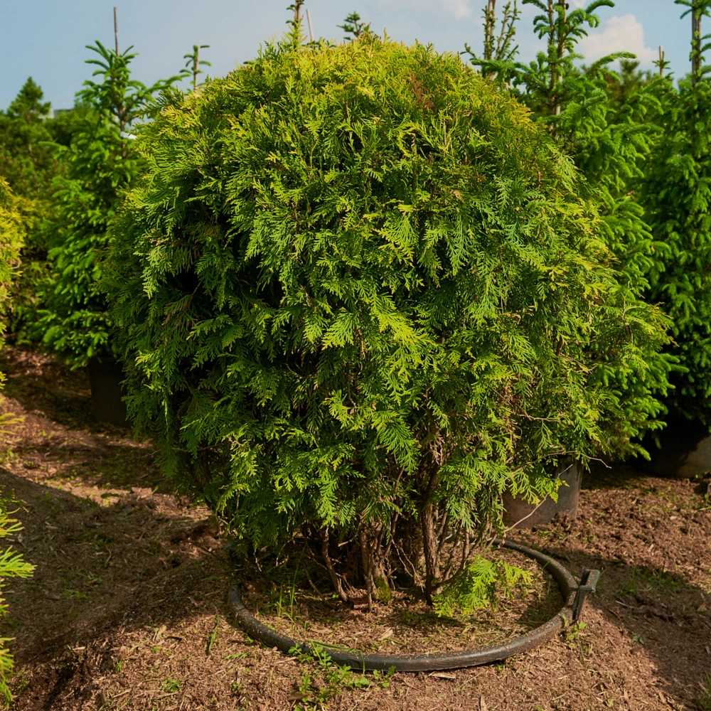 Туя западная 'Golden Globe', H80-100