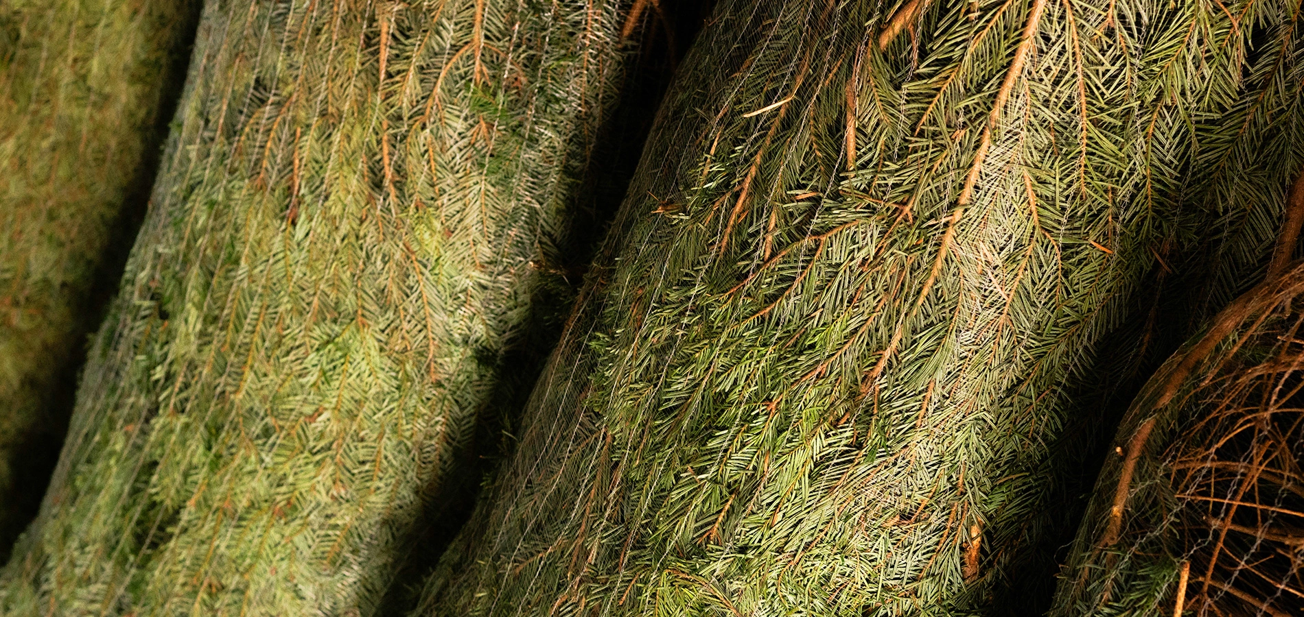 Ёлочный базар открыт!