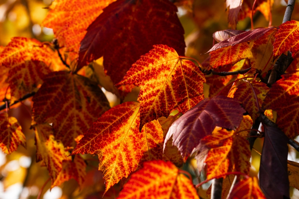 Клен красный 'Red Sunset', mst H500-600