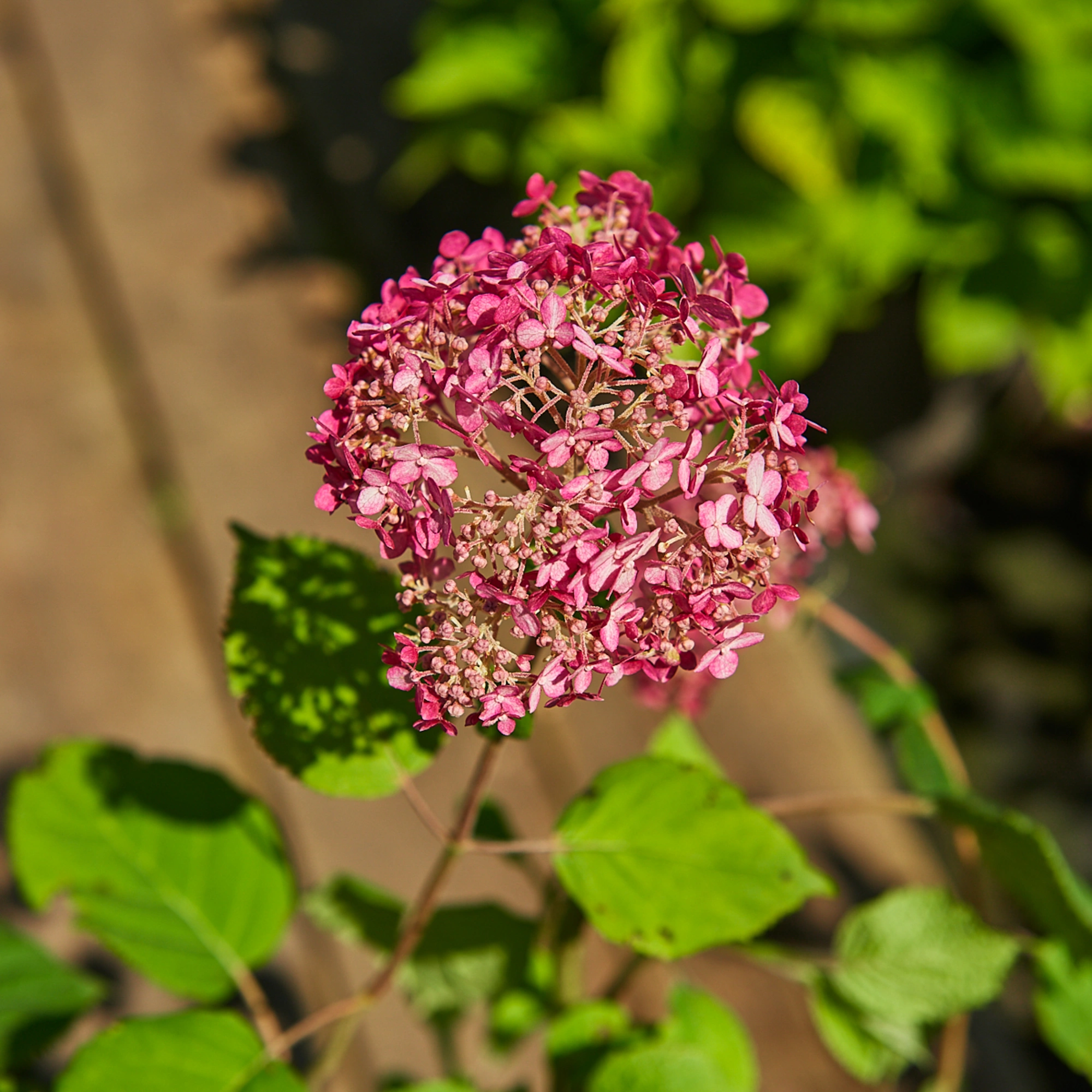 Гортензия древовидная 'Pink Annabelle-2', H20-40