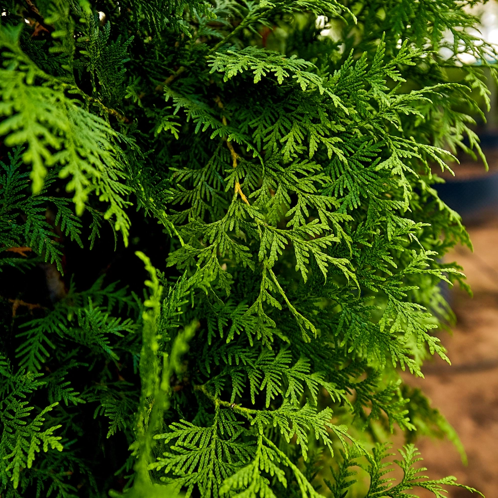 Туя западная 'Brabant', H175-200