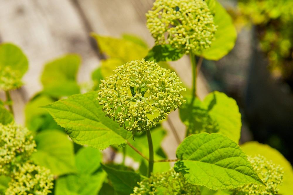 Гортензия древовидная 'Annabelle', H40-60