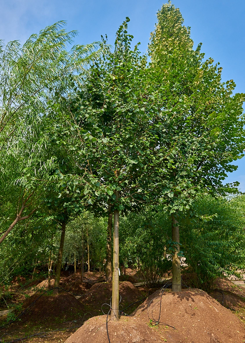 Липа мелколистная 'Greenspire', stu 35-40