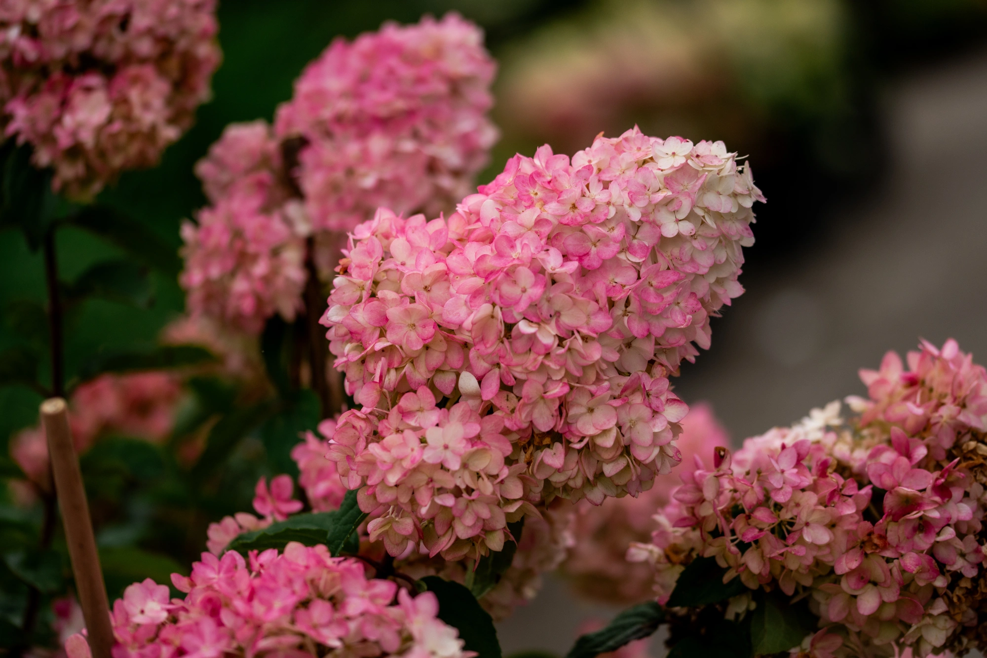 Гортензия метельчатая 'Magical Andes', H60-80