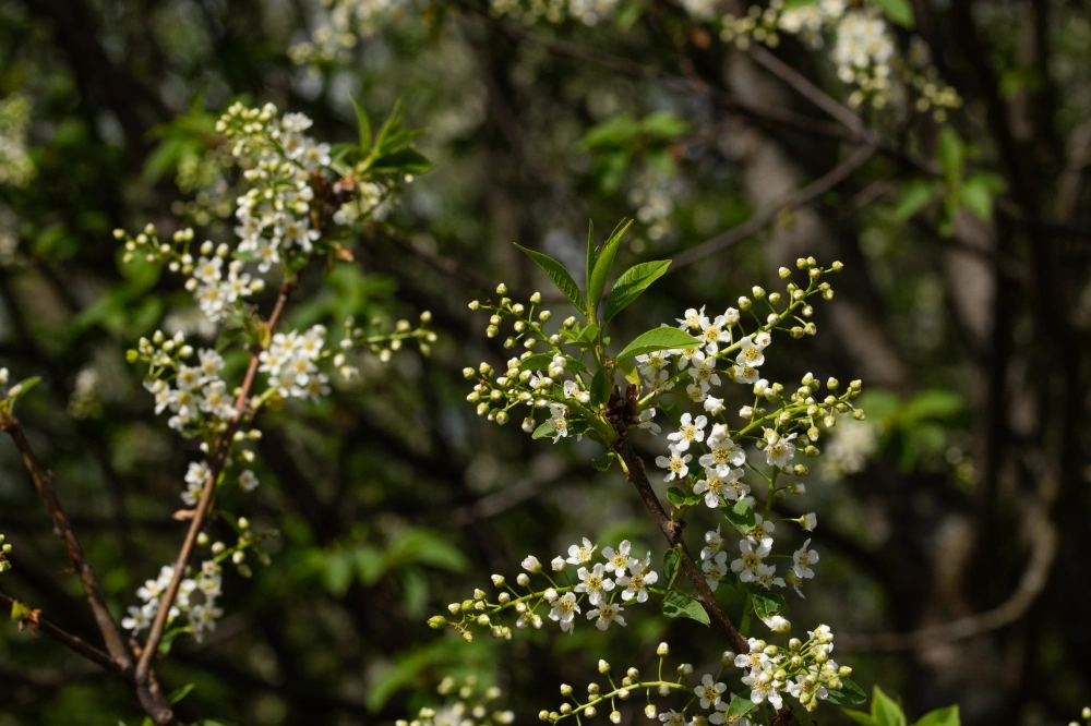 Черемуха обыкновенная, mst H500-600