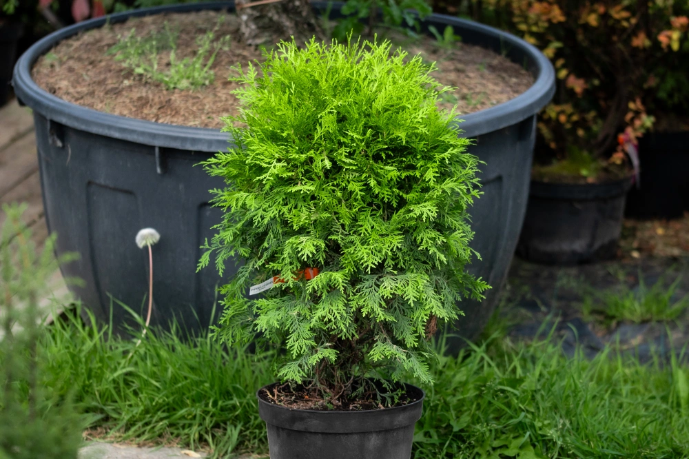 Туя западная 'Globosa Aurea', H40-60