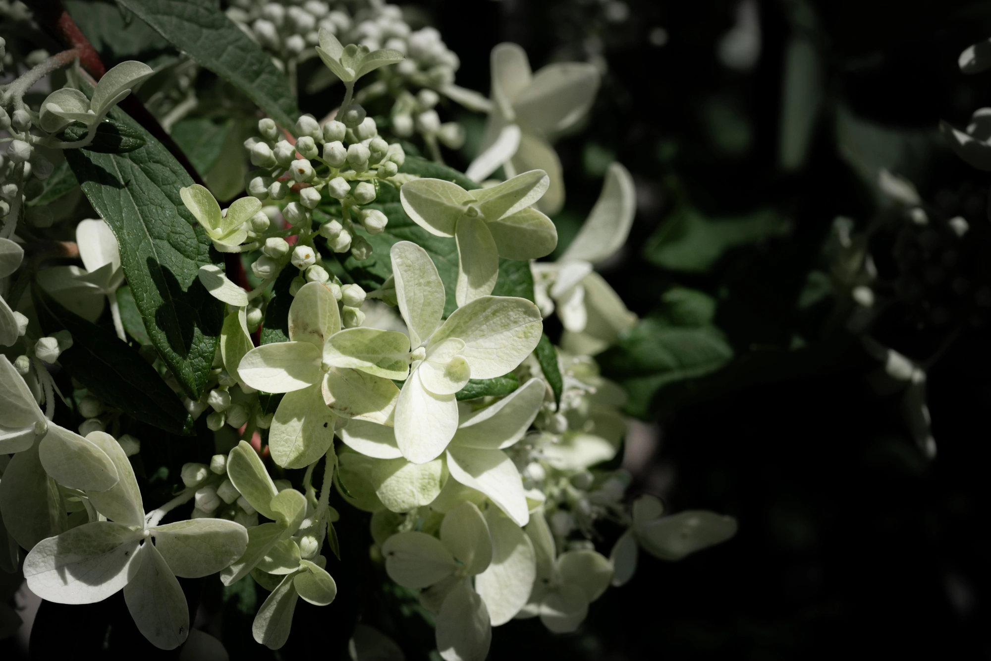 Гортензия метельчатая 'Star Rose', H40-60